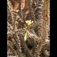 Aloe tenuior var. Decidua (fam Liliacees) (Afr. du sud) (2)